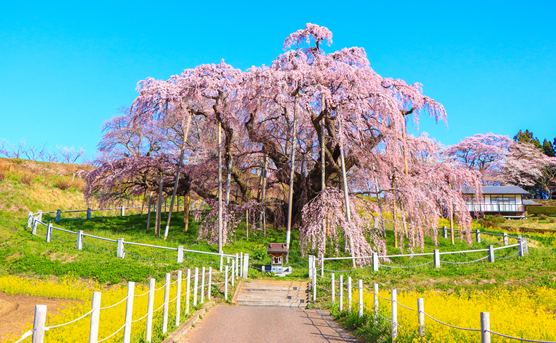 三春滝桜